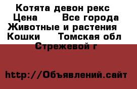 Котята девон рекс › Цена ­ 1 - Все города Животные и растения » Кошки   . Томская обл.,Стрежевой г.